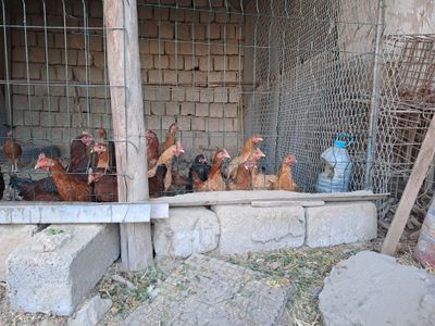 Domashniy qizil tovuqlar sotiladi