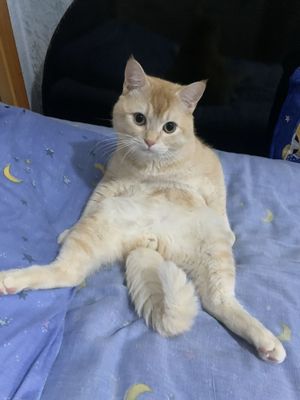 Вязка кошка scottish strayt