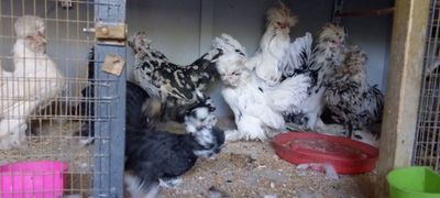 Yaponcha tovuq xorozlar sotiladi