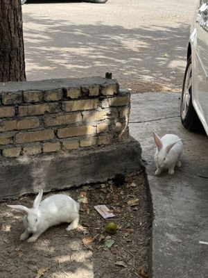 Vilikan quyonlar donaga sotiladi