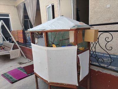 Тоза соглом тути кушлар сотилади, 10 тадан ошик яна болалаган уйчасида