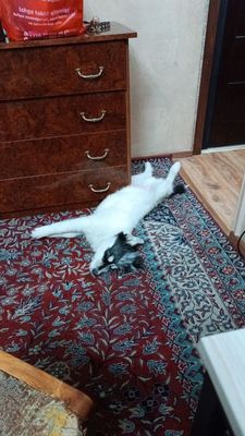 Срочно, пристраивается щенок