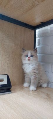 Продаётся котенок