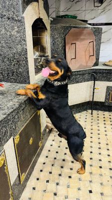 Ротвеллер тозаси