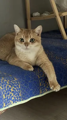 Шикарный британский кот золотой шиншиллы для вязки!