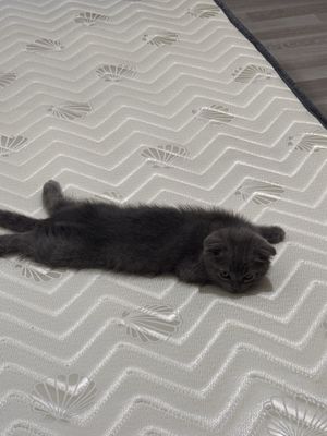 продается котенок.