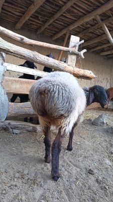 Zotdor yosh qo'y sotiladi