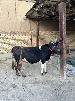 Gʼunajin buzoq 1ta 2 oyli bo‘g‘oz