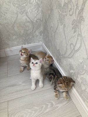Британский мушук болалари