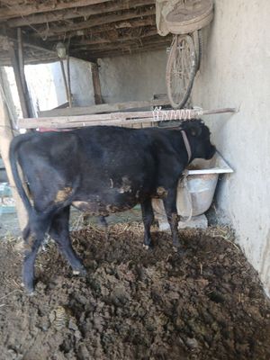 Букача сотилди уйни моли