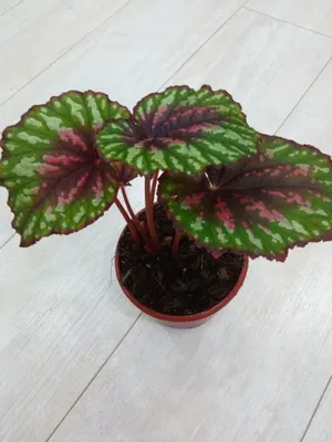 Бегонии и филодендрон