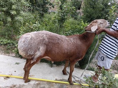 Arashan qochqor zotli qoy