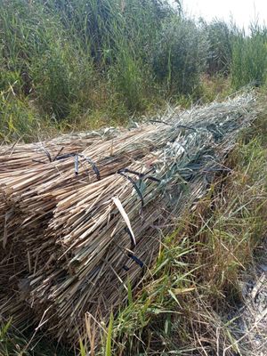 ломбозга камиш бор, буйи 4метр+… эни 10л баклашка, 500та бор