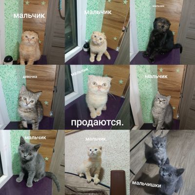 Супер котята. От правильной вяски.