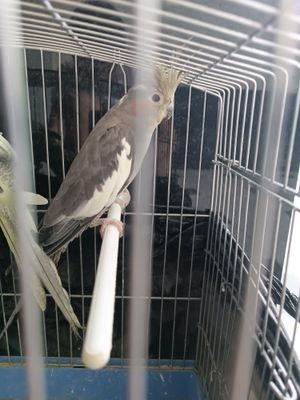 Пар карел с клеткой 550000
