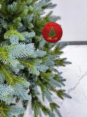 Голубая ель Гелиевая 100%
