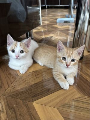 Продается Котенки Манчкин