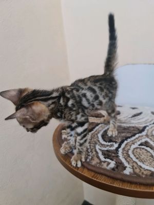 Бенгальские катята