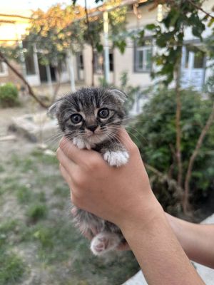200 000 сум мушукчалар