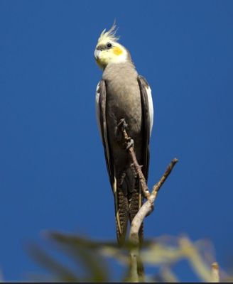 Karolla totiqush