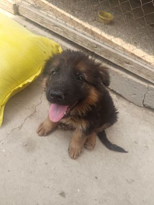 Kuchuk bor nemis afsharka