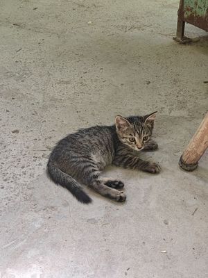 Продаются котята, трое девочек - две сереньких и одна черненькая.