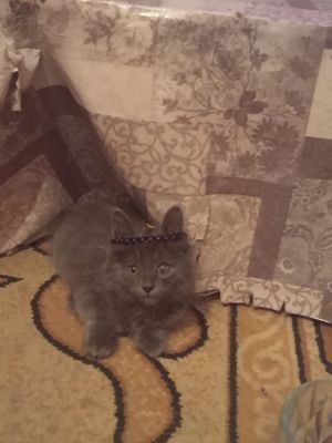 Котенок девочка чистоплотная