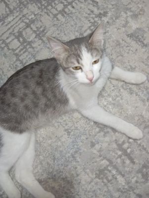 Кошка с детьми (5 штук)