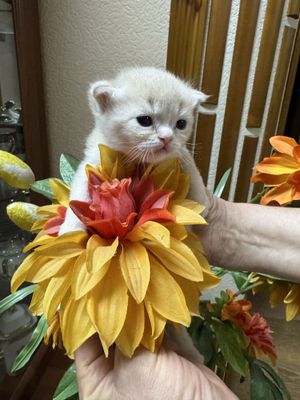 Продается котенок шотландский вислоухий