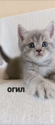 кошка
