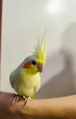 Продается молодая ручная карела