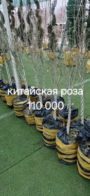 Продается китайская роза