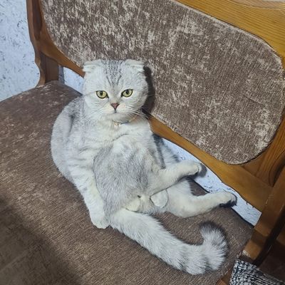 Scottish Fold chinchilla Erkek mushugum bor Ayol mushulan uchrashiga