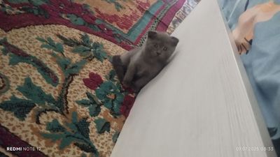 Кошка 2 месяц есть