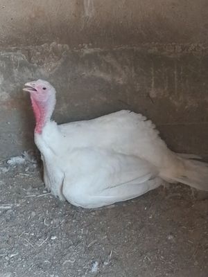 Kurka urdak 1dona big6 sotiladi