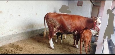 Ona bola sigir sotiladi