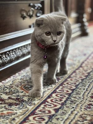 Продаю кошку Скотиш фолд