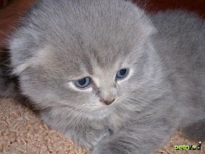 Продаются котята один мальчик одна девочка