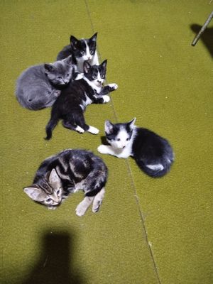 Отдам котят в в добрые руки