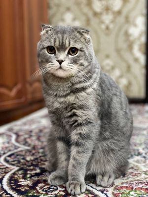 Scottish fold, Silver shinshila