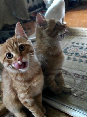 Котята ищут хозяина скотиш страйт