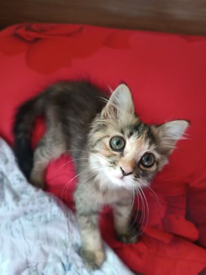 Трёхцветный котёнок!