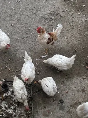 23 та ок товуклар сотилади