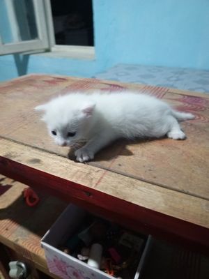 Oppoq mushukcha 1 oylik