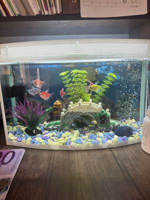 Akvarium baliqlari va barcha qulayliklari bilan
