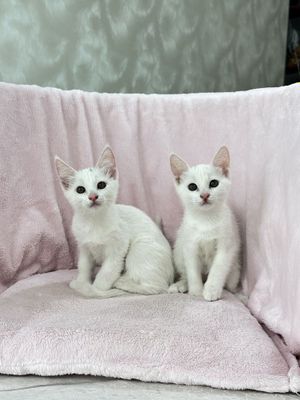Турецкие ангоры котята
