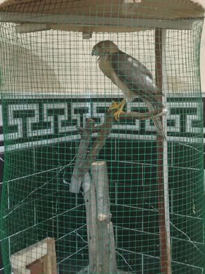 kopchik sotiladi