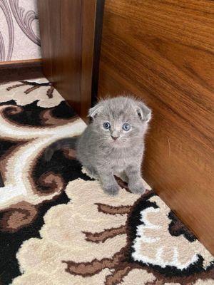 Проаются чистокровные котята