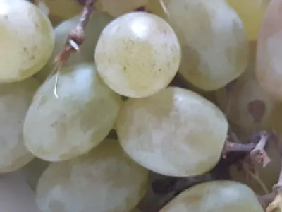 узум оласиларми донаси