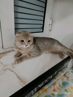 mushu fold sotiladi srochna